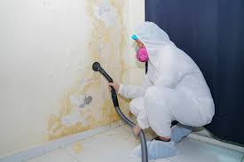 Reliable Needles, CA Mold Removal Solutions